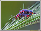 Coleoptera Cerambycidae